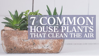 7 Common House Plants That Clean the Air