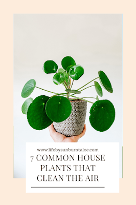 7 Common House Plants That Clean the Air 7 Common House Plants That Clean the Air A hand holding a potted plant in a wicker pot.